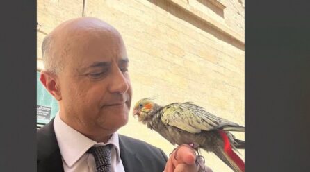 HEY JASON, TIFRAĦX ĦAFNA, L-GĦASFUR TIEGĦI AKBAR MINN TIEGĦEK!